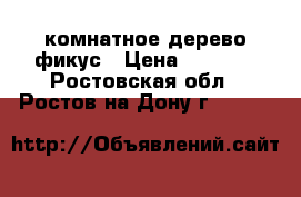 комнатное дерево фикус › Цена ­ 2 500 - Ростовская обл., Ростов-на-Дону г.  »    